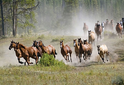 Fototapeta Wild horses 4513